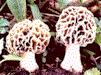Zapékané houby s masovou náplní